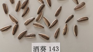 食葵新品种酒葵143