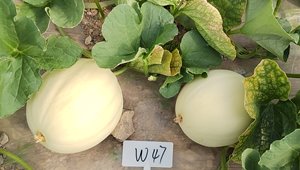 甜瓜组合22W47