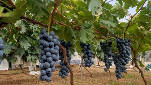 葡萄新品种选育及优质高效栽培关键技术示范与集成应用