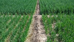 旱地小麦绿色提质增效生产技术