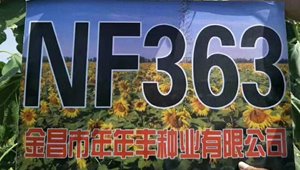 NF363向日葵品种
