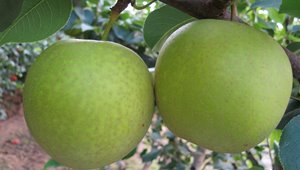 优质中熟梨新品种——香蜜