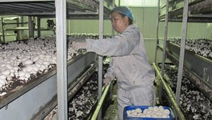 双孢蘑菇工厂化生产技术