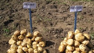 马铃薯硫基长效肥