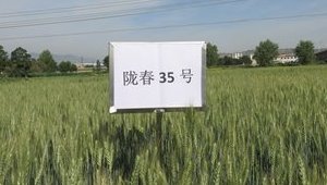陇春35号